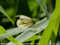 MJH_Green-veined White_OM1-mz40150mm_Mest080724WN v1
