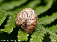 MJH_Kentish Snail_OM1-mz90mm-V350-Cygnusdiff_Mest010724WN v1