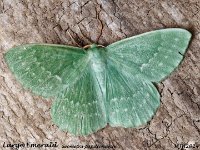 MJH_Large Emerald_OM1-mz60mm-LED-15st_TMest020724_WN v1