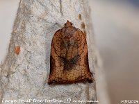 MJH_Large Fruit-tree Tortrix_OM1-mz60mm-nl-15st_TMest100724WN v1