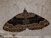 MJH_Large Twin-spot Carpet_OM1-mz60mm-LED-15st_TMest020724WN v1