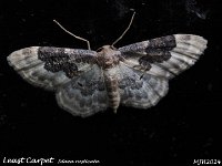 MJH_Least Carpet_OM1-mz60mm-nl_TKs240724WN v1