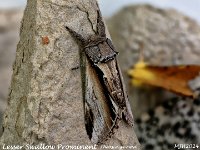 MJH_Lesser Swallow Prominent_OM1-mz60mm-nl-15st_TMest310724WN v1