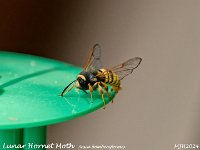 MJH_Lunar Hornet Moth2_OM1-mz40150mm-nl_Mest100724WN v1