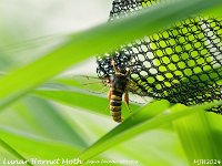 MJH_Lunar Hornet Moth_OM1-mz40150mm-nl_Mest010724WN v1