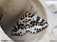 MJH_Magpie_OM1-mz60mm-nl-15st_TKeep200724WN v1