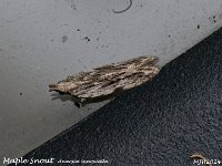 MJH_Maple Snout_OM1-mz60mm-nl-15st_TKs240724WN v1