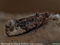 MJH_Marbled Orchard Tortrix_OM1-mz60mm-nl-15st_TMest100724WN v1