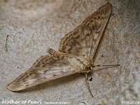 MJH_Mother of Pearl_OM1-mz60mm-nl-15st_TMest170724WN v1