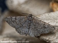 MJH_Mottled Beauty-OM1-mz60mm-LED-15st_TMest020724WN v1