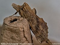 MJH_Pale Prominent_OM1-mz60mm-nl-15st_TMest310724WN v1