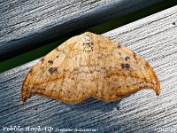 MJH_Pebble Hook-tip_OM1-mz60mm-nl-15st_TKeep200724WN v1