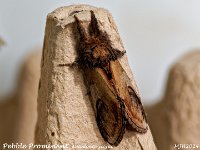 MJH_Pebble Prominent_OM1I-mz60mm-nl-15st_TMest310724WN v1