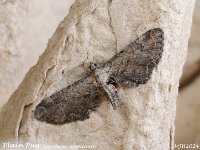 MJH_Plain Pug_OM1-mz60mm-nl-15st_TKeep2000724WN v1