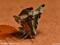 MJH_Purple Thorn_OM1-mz60mm-nl-15st_TMest170724WN v1