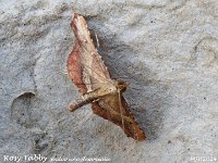 MJH_Rosy Tabby_OM1-mz60mm-nl-15st_TKs240724WN v1