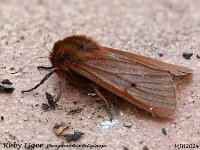 MJH_Ruby Tiger_OM1-mz60mm-nl-15st_TKeep200724WN v1