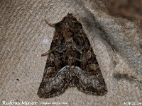 MJH_Rufous Minor_OM1-mz60mm-LED-15st_TMest020724WN v1