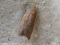 MJH_Rufous Tortrix_OM1-mz60mm-nl-15st_TKs240724WN v1
