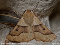 MJH_Scalloped Oak_OM1-mz60mm-LED-15st_TMest020724WN v1