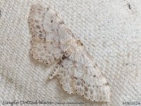 MJH_Single Dotted Wave_OM1-mz60mm-nl-15st_TMest100724WN v1