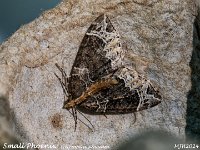 MJH_Small Phoenix_OM1-mz60mm-nl-15st_TMest310724WN v1