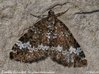 MJH_Small Rivulet-OM1-mz60mm-LED-15st_TMest020724WN v1