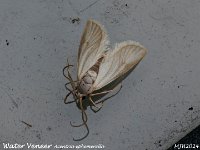 MJH_Water Veneer_OM1-mz60mm-nl-15st_TKs240724WN v1