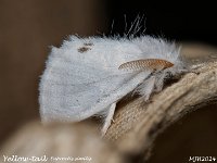 MLH_Yellow-tail_OM1-mz60mm-LED-18st_TMest020724WN v1