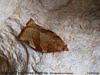 MJH_Barred-Fruit-tree-Tortrix_OM1-mz60mm-nl-15st_TMest040624 v1