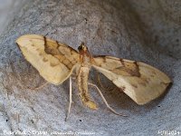 MJH_Barred-Straw_OM1-mz6mm-nl-16st_TKeep210624 v1