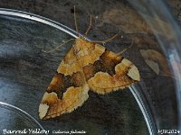 MJH_Barred-Yellow_OM1-mz60mm-nl-LED_TMest180624 v1