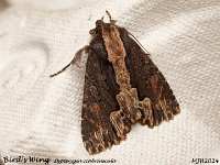 MJH_Birds Wing_OM1-mz90mm-V350-Cygtechdif_TMest250624WN v1