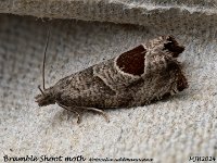 MJH_Bramble-Shoot-Moth_OM1mz60mm-nl-11st_TMest260624 v1