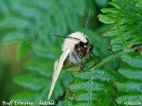 MJH_Buff-Ermine-det_OM1-mz60mm-nl_Mest190624 v1