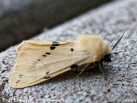 MJH_Buff-Ermine_Om1-mz60mm-nl-15st_TBGKeep070624 v1