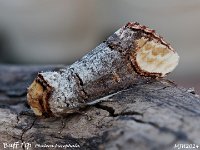 MJH_Buff-Tip_OM1-mz60mm-nl-12st_TKeep210624 v1