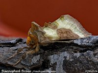 MJH_Burnished Brass_OM1-mz60mm-nl-15st_TKeep280624WN v1