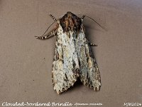 MJH_Clouded-bordered-Brindle_OM1-mz60mm-nl_TMest120624 v1
