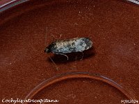 MJH_Cochylis-atricapitana_OM1-mz60mm-nl-LED_TMest190624 v1