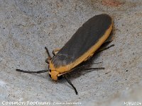 MJH_Common Footman_OM1-mz60mm-nl-28st_TKeep280624WN v1