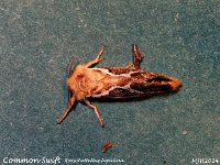 MJH_Common-Swift_OM1-mz60mm-LED-15st_BGKeep070624 v1