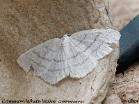 MJH_Common-White-Wave_OM1-mz60mm-nl-12st_TBGKeep070624 v1