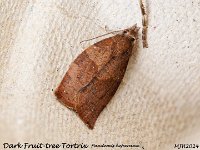 MJH_Dark Fruit-tree Tortrix_OM1-mz90mm-V350-Cygtechdif_TMest250624WN v1