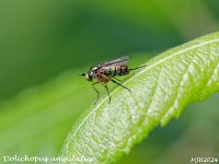 MJH_Dolichopus-ungulatus_OM1-mz40-150-TC2X_Mest180624