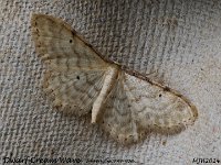 MJH_Dwarf-Cream-Wave_OM1-mz60mm-nl-15st_TMest260624 v1