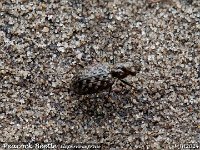 MJH_Elaphrus-cupreus2_OM1-mz4-150_Mest180624 v1