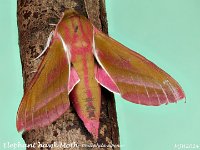 MJH_Elephant Hawk Moth_OM1-mz90mm-V350-Cygtechdif_TMest250624WN v1