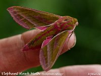 MJH_Elephant-Hawk-Moth_OM1-mz90mm-nl_Mest250624 v1