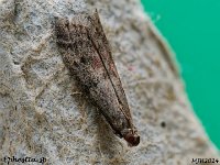 MJH_Ephestia-spec_OM1-mz60mm-nl-12st_TBGKeep070624 v1